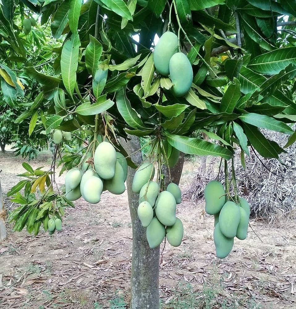 Alphonso Mango Fruit Plant (Hybrid & Grafting ) Pack Of-1
