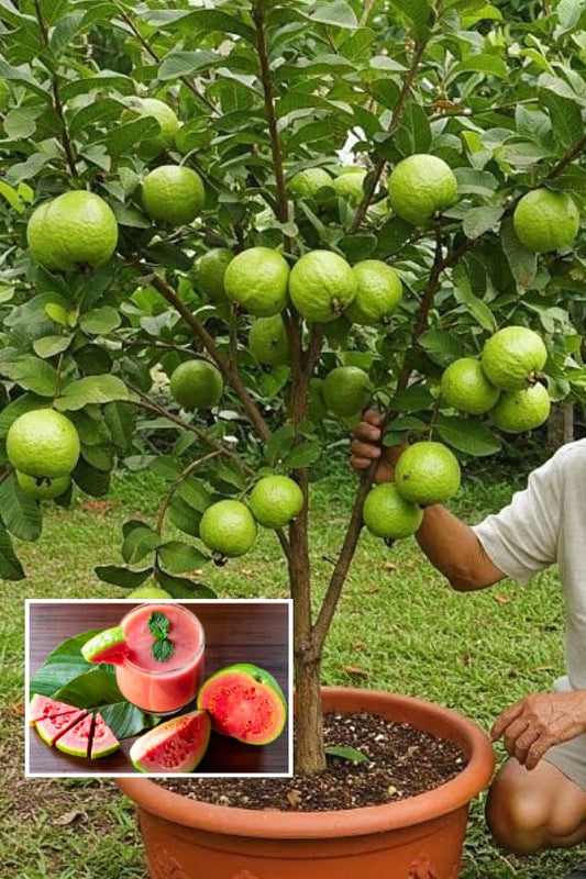 Pink Guava Plant (Pack Of 1)