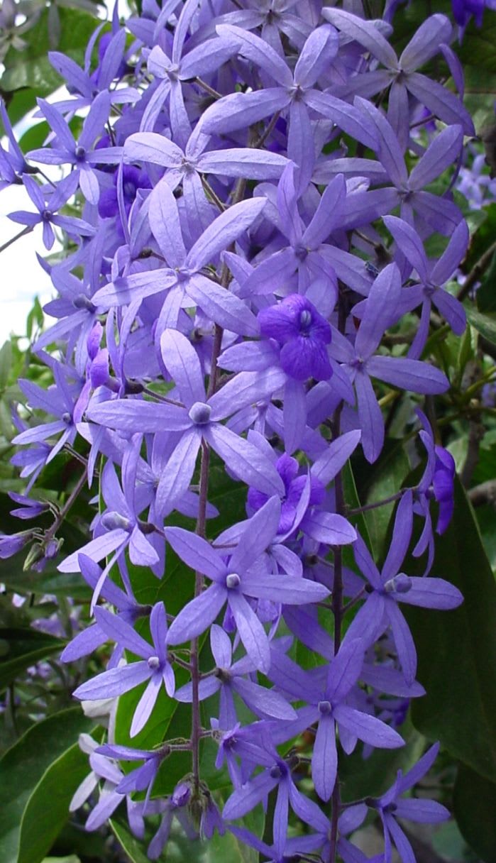 Hybrid Ptrea Volubilis (Neel Monilota) Flower Plant Pack Of 1