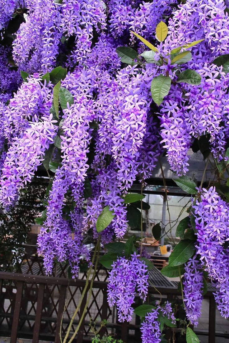 Hybrid Ptrea Volubilis (Neel Monilota) Flower Plant Pack Of 1