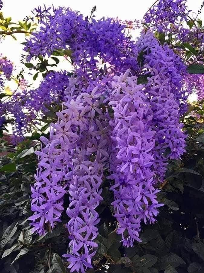 Hybrid Ptrea Volubilis (Neel Monilota) Flower Plant Pack Of 1