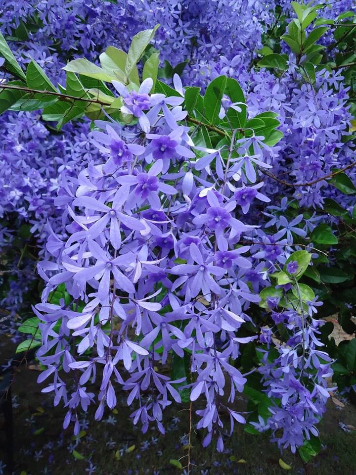 Hybrid Ptrea Volubilis (Neel Monilota) Flower Plant Pack Of 1