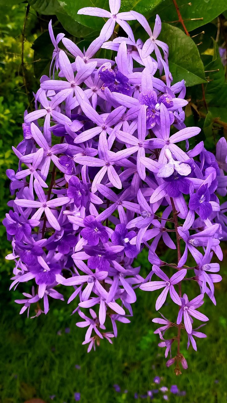 Hybrid Ptrea Volubilis (Neel Monilota) Flower Plant Pack Of 1