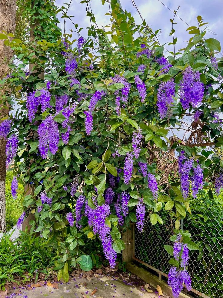 Hybrid Ptrea Volubilis (Neel Monilota) Flower Plant Pack Of 1