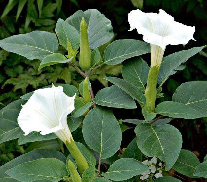 Hybrid White Datura Plant (Pack Of 1)