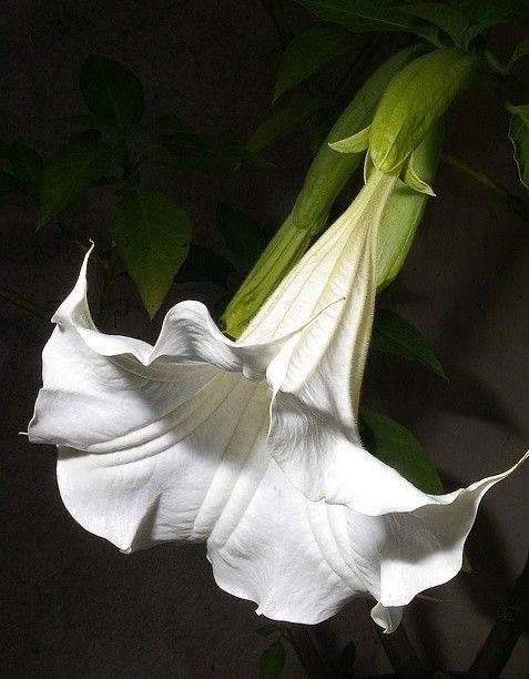 Hybrid White Datura Plant (Pack Of 1)