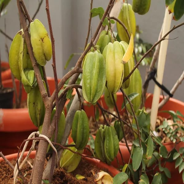 Hybrid Star Fruit Grafting Plant (Pack Of-1)