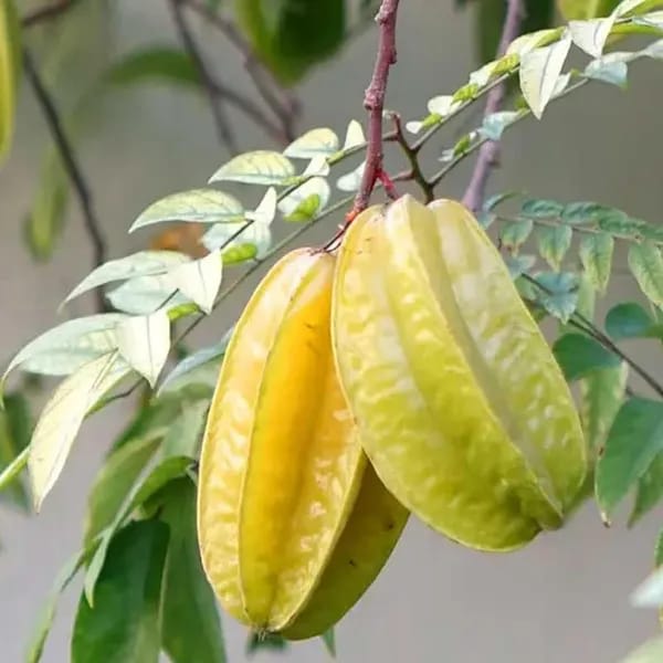Hybrid Star Fruit Grafting Plant (Pack Of-1)