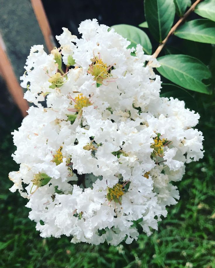 Hybrid Furush White Flower Plant (Pack Of-1)