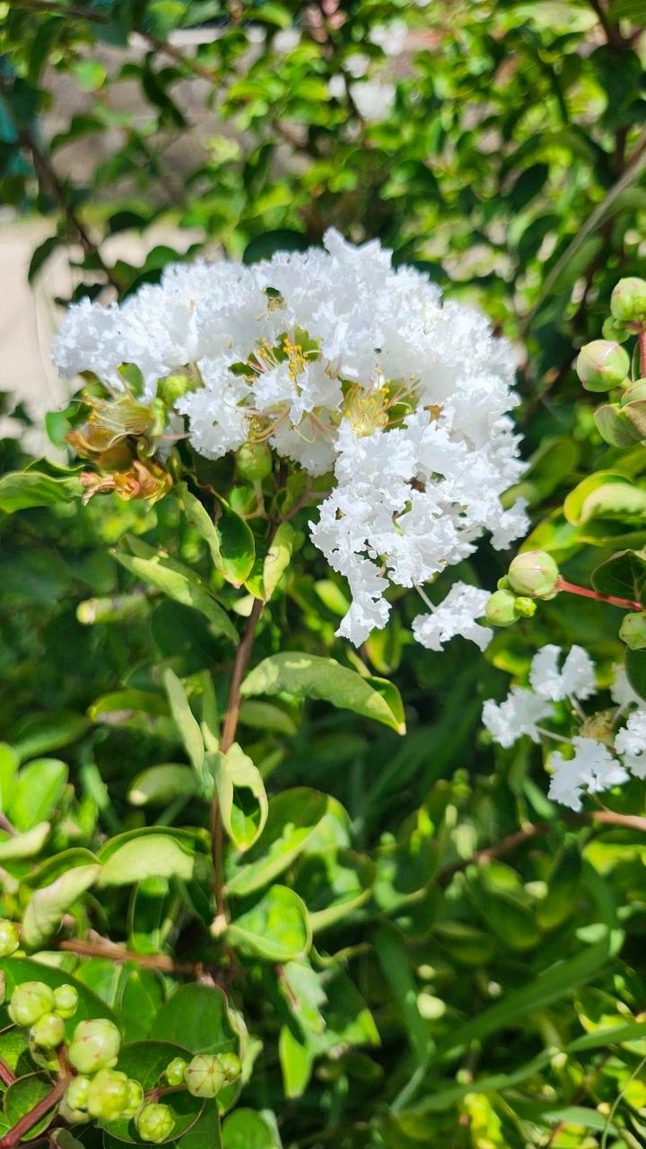 Hybrid Furush White Flower Plant (Pack Of-1)