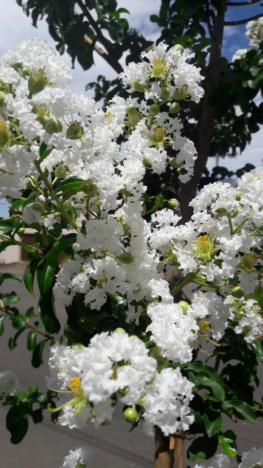 Hybrid Furush White Flower Plant (Pack Of-1)