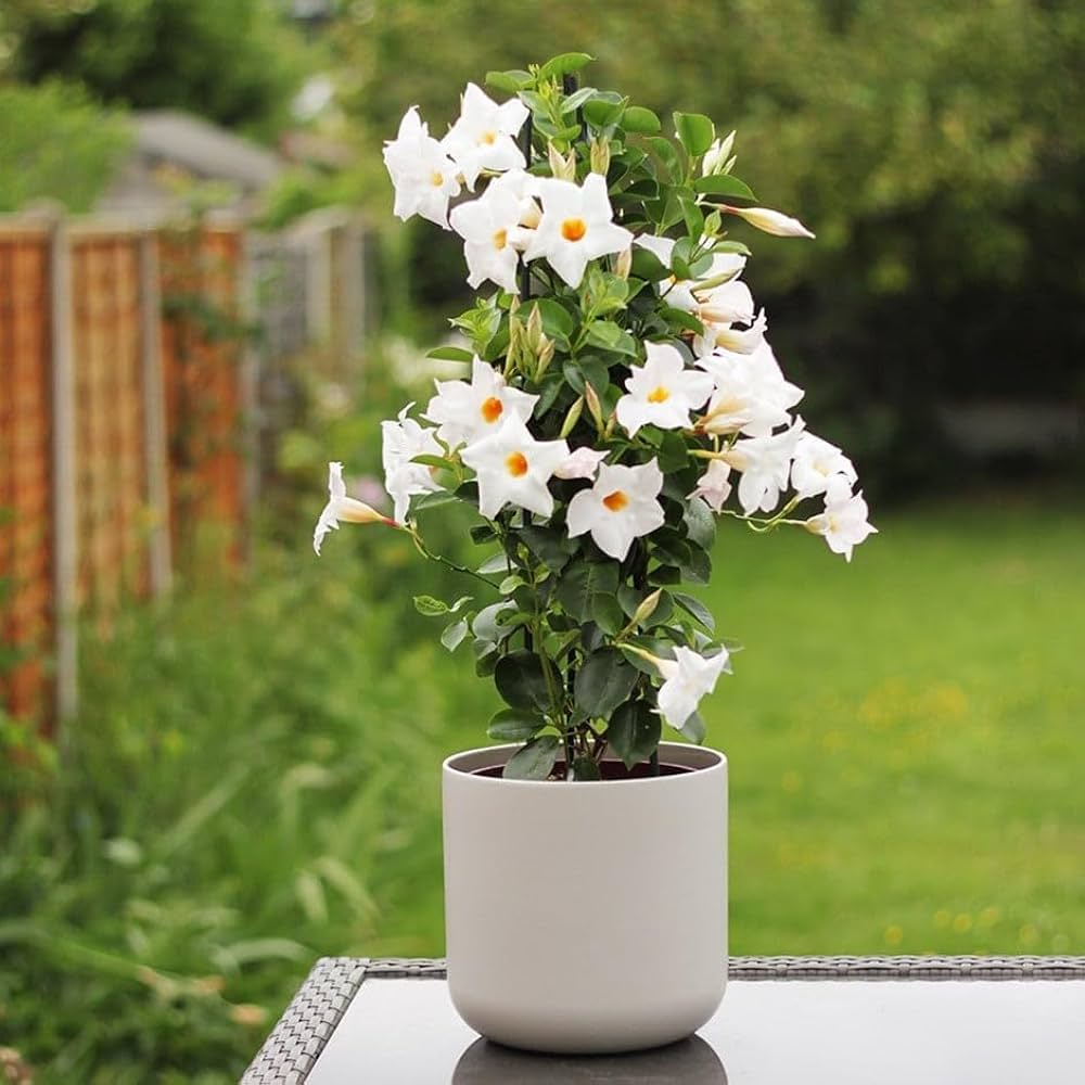 Hybrid White Mandivilla Flower Plant (Pack Of-1 )