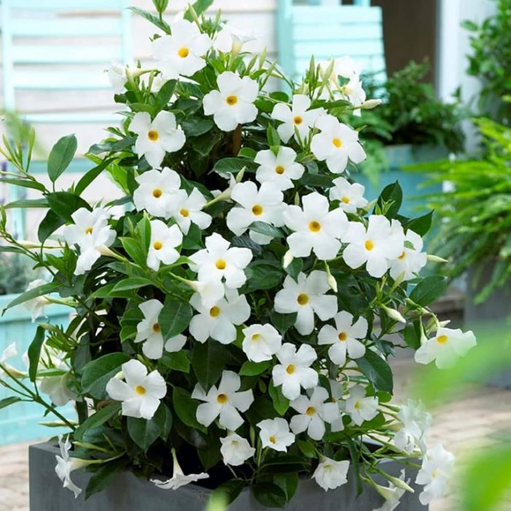 Hybrid White Mandivilla Flower Plant (Pack Of-1 )