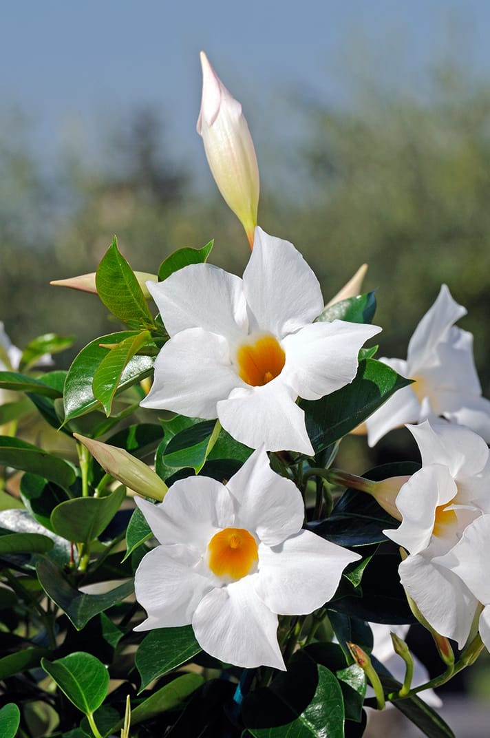 Hybrid White Mandivilla Flower Plant (Pack Of-1 )