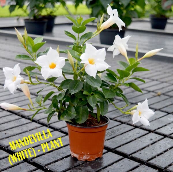 Hybrid White Mandivilla Flower Plant (Pack Of-1 )