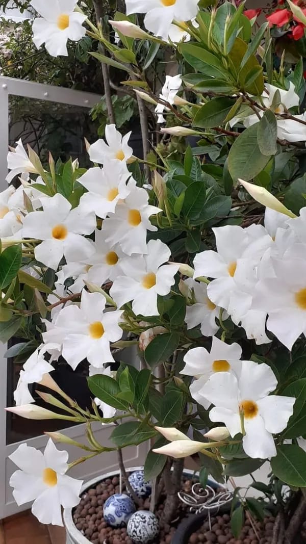 Hybrid White Mandivilla Flower Plant (Pack Of-1 )