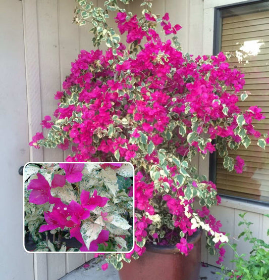 Rainbow Variegated Bougainvillea (Pack Of 1)
