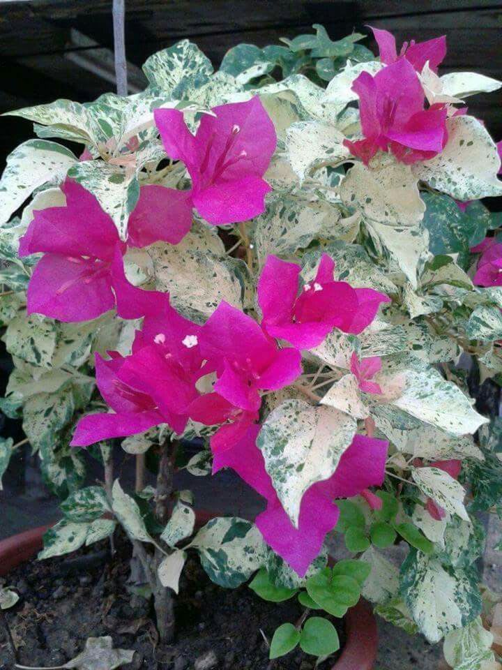 Rainbow Variegated Bougainvillea (Pack Of 1)