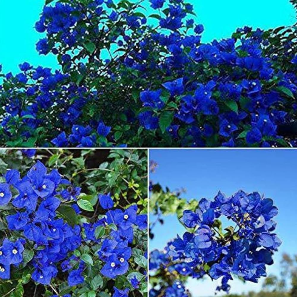 Rare hybrid Blue Bougainville plant | Pack of 1