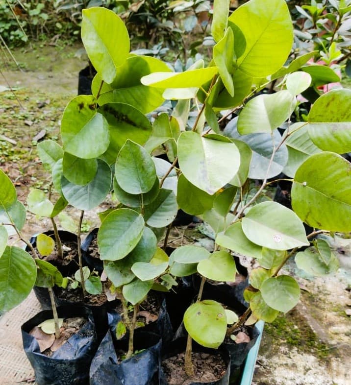 Red_Chandan_Seedling_Plant (Pack Of 1)