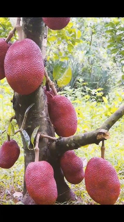 Red Jackfruit Grafting Plant (Pack Of 1)