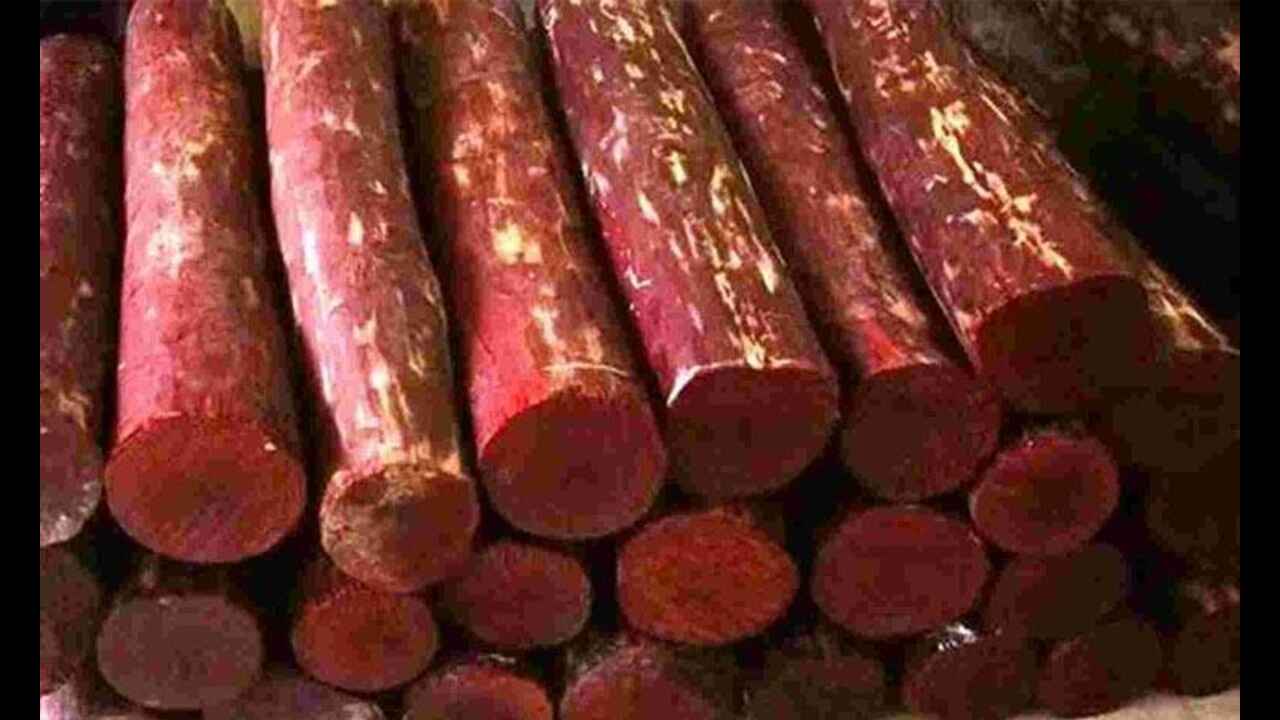 Red Rare  Sandalwood Plant | Lal Chandan Plant (Pack Of 1)