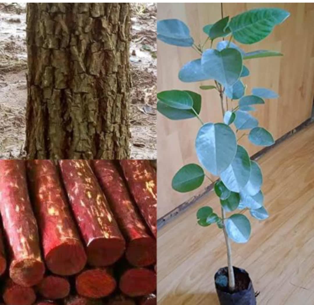 Red Rare  Sandalwood Plant | Lal Chandan Plant (Pack Of 1)