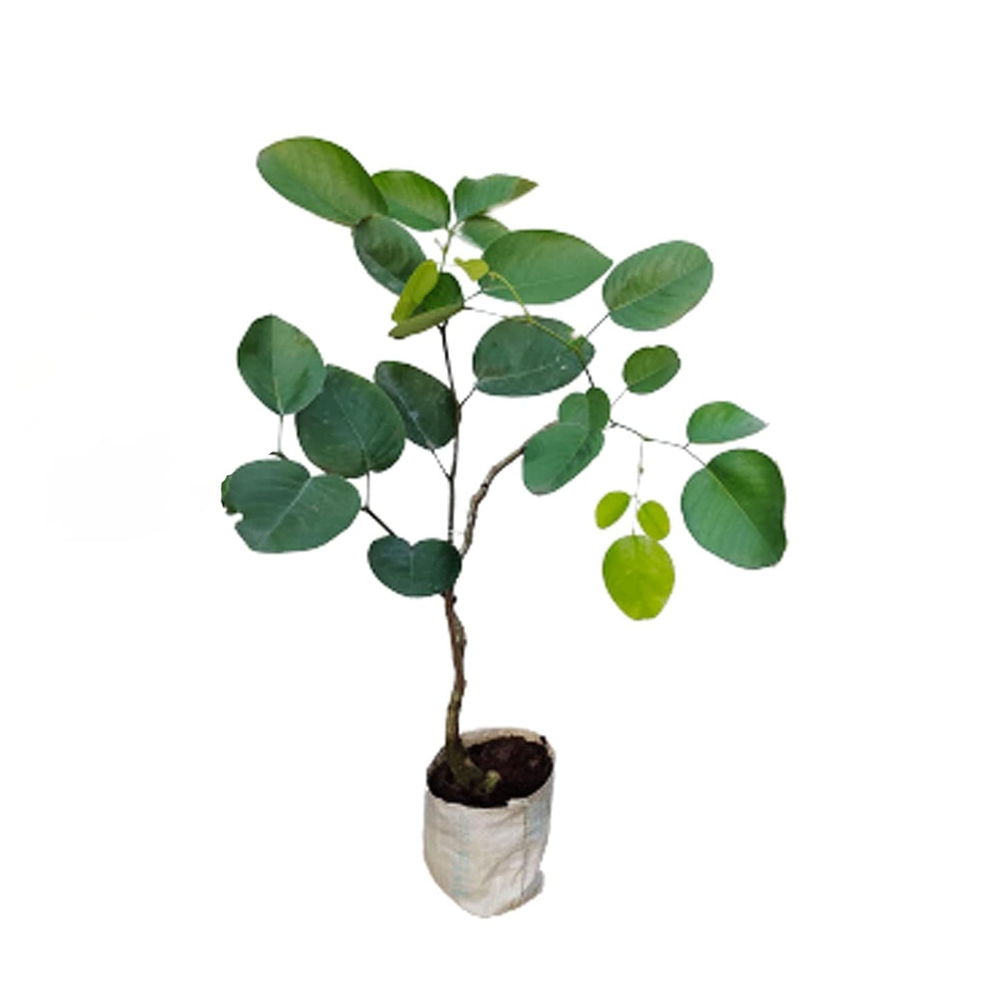 Red Sandalwood Plant (1.5-3 Feet Height Pack Of 1)