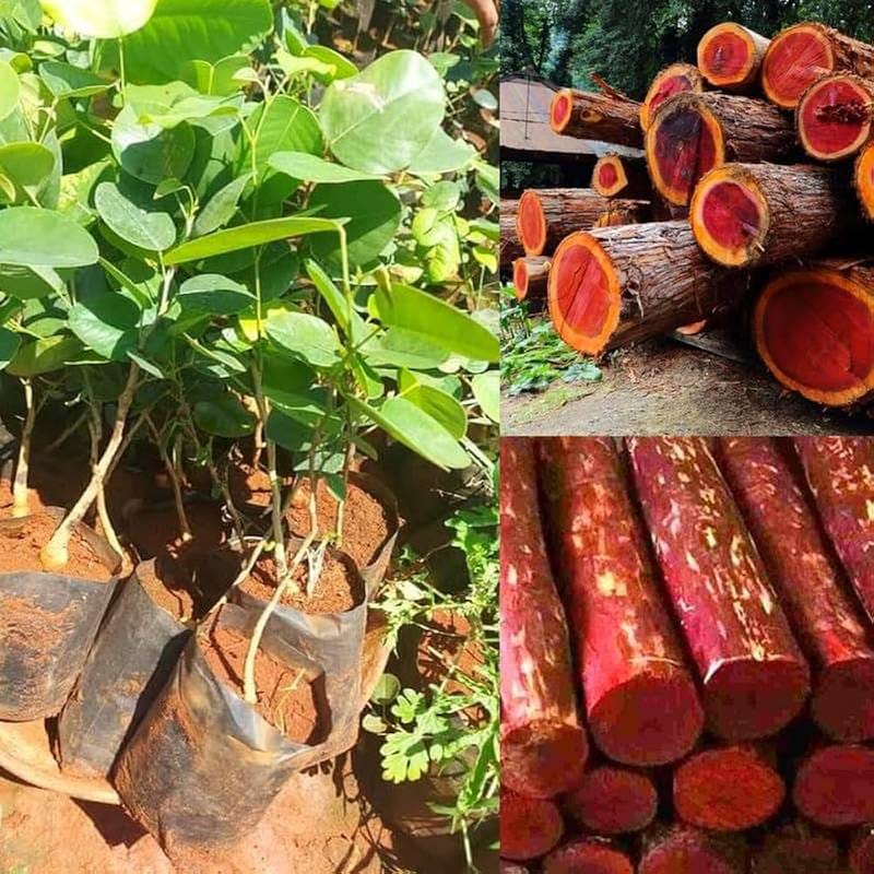 Red Sandalwood Plant (1.5-3 Feet Height Pack Of 1)