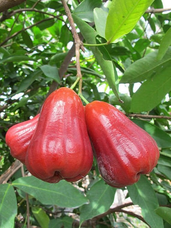 Red Water Apple Plant (Pack Of 1)