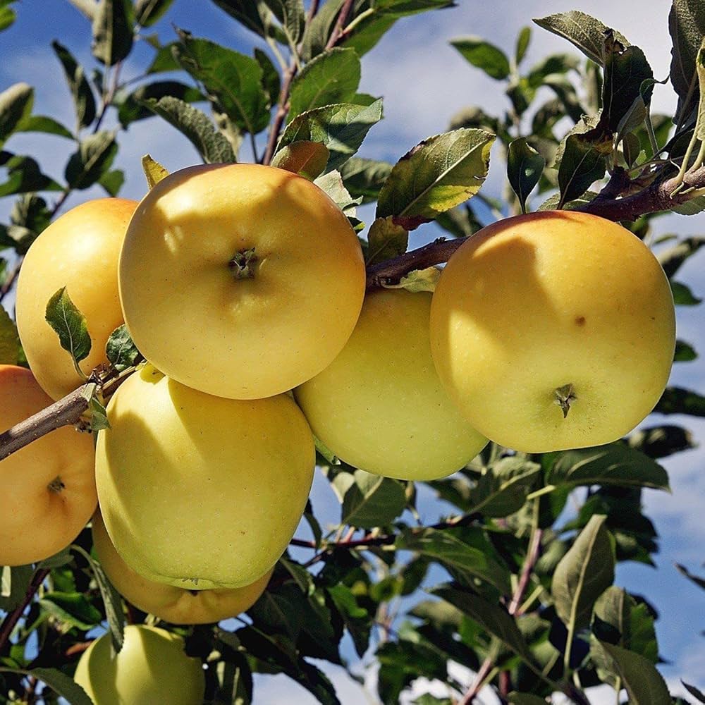 Hybrid Golden Grafting 🍎🍎🍎 Apple Plant (Pack Of-1)