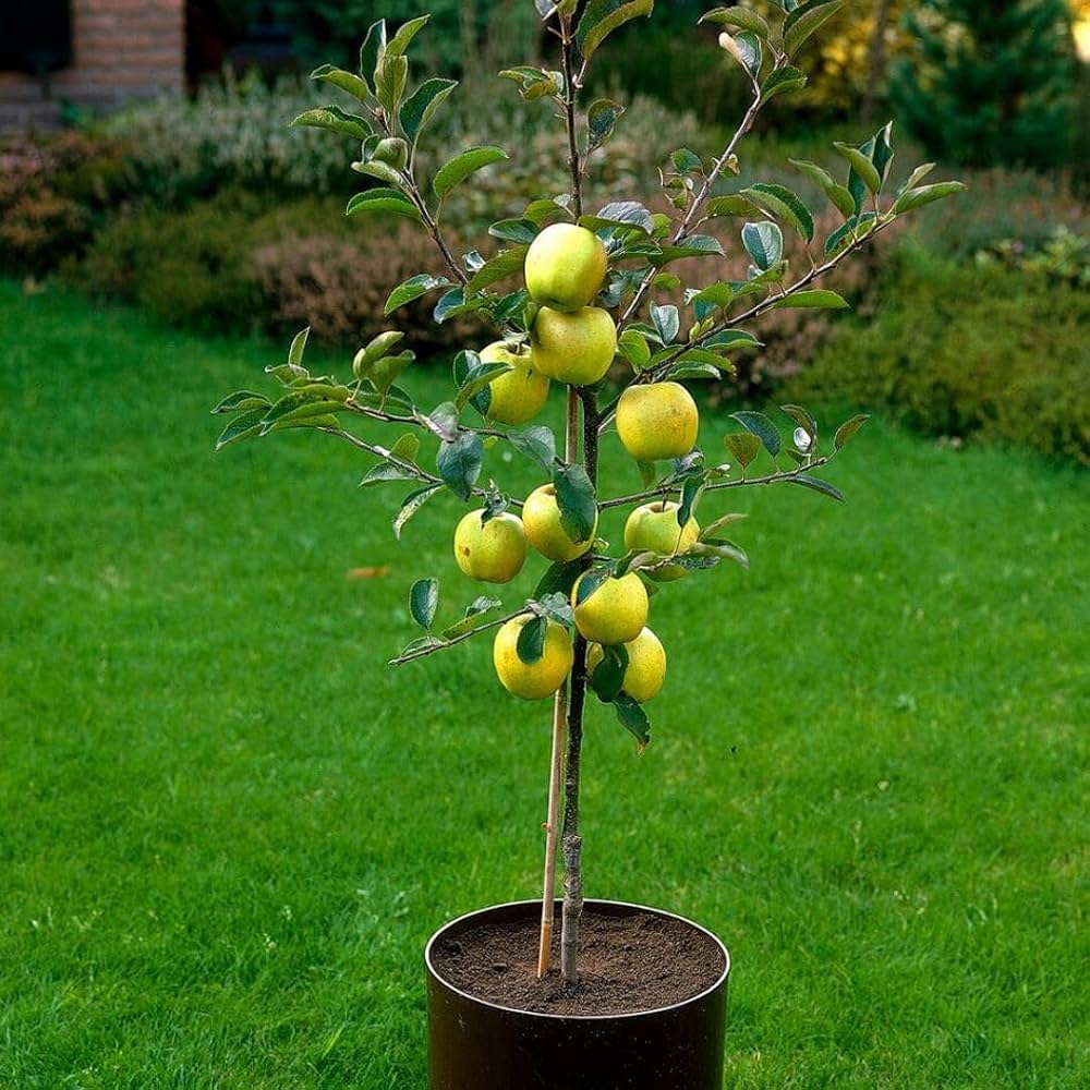 Hybrid Golden Grafting 🍎🍎🍎 Apple Plant (Pack Of-1)