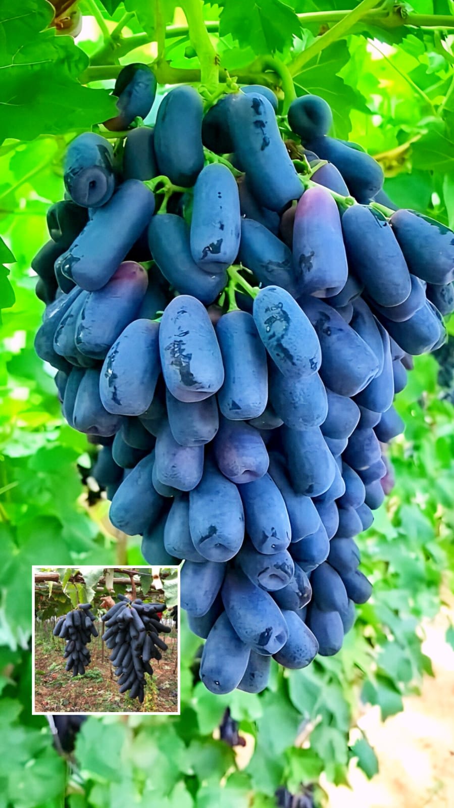 Hybrid Long Black Grapes Fruit Plant (Pack Of 1)