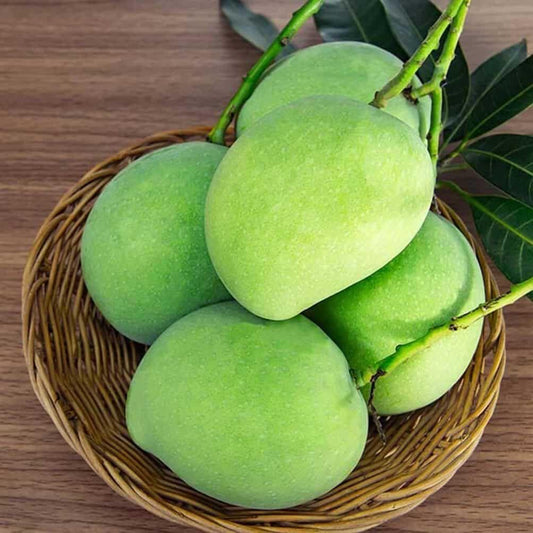 Hybrid Hapus Mango Grafting Plant (Pack Of-1)