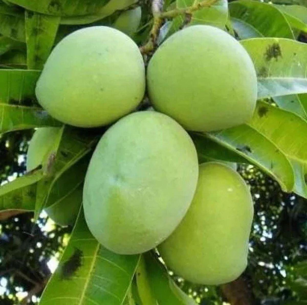 Hybrid Hapus Mango Grafting Plant (Pack Of-1)
