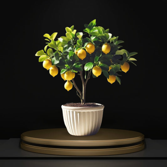 Seedless_Lemon_Hybrid_Airlading_Plant  (Pack Of 1)