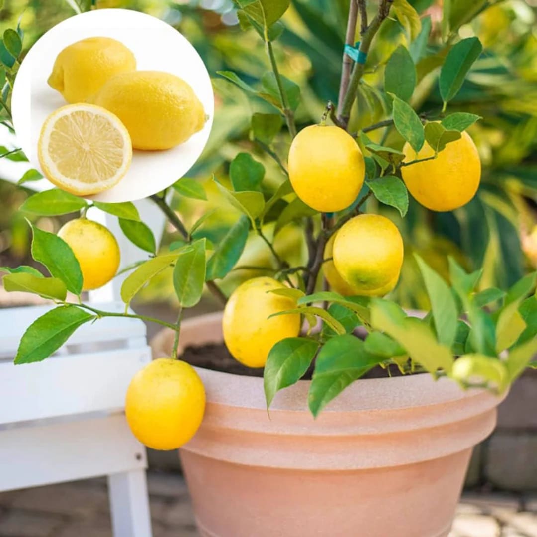 Seedless_Lemon_Hybrid_Airlading_Plant  (Pack Of 1)