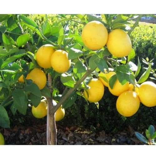 Seedless_Lemon_Hybrid_Airlading_Plant  (Pack Of 1)