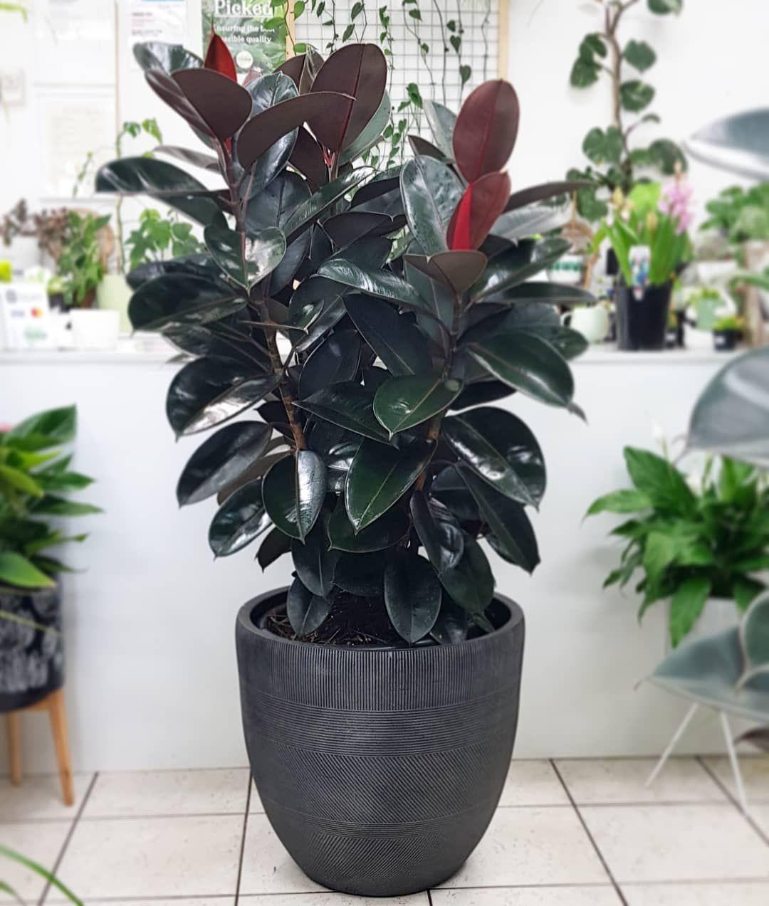 Hybrid Rubber Plant (Pack Of-1 )