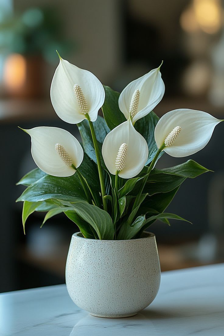 Snow Aura Peach Lily Plant (Pack Of 1)