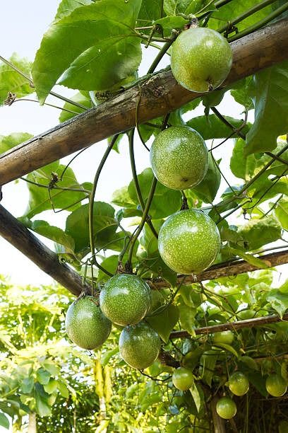 Solar Flame Passion Fruit Plant (Pack Of 1)