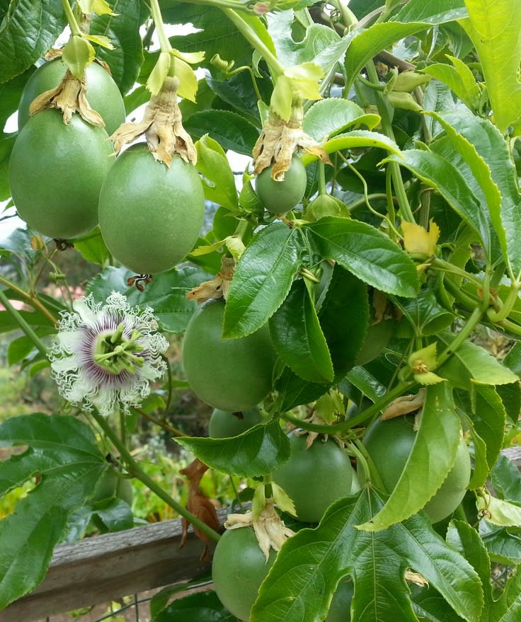 Solar Flame Passion Fruit Plant (Pack Of 1)