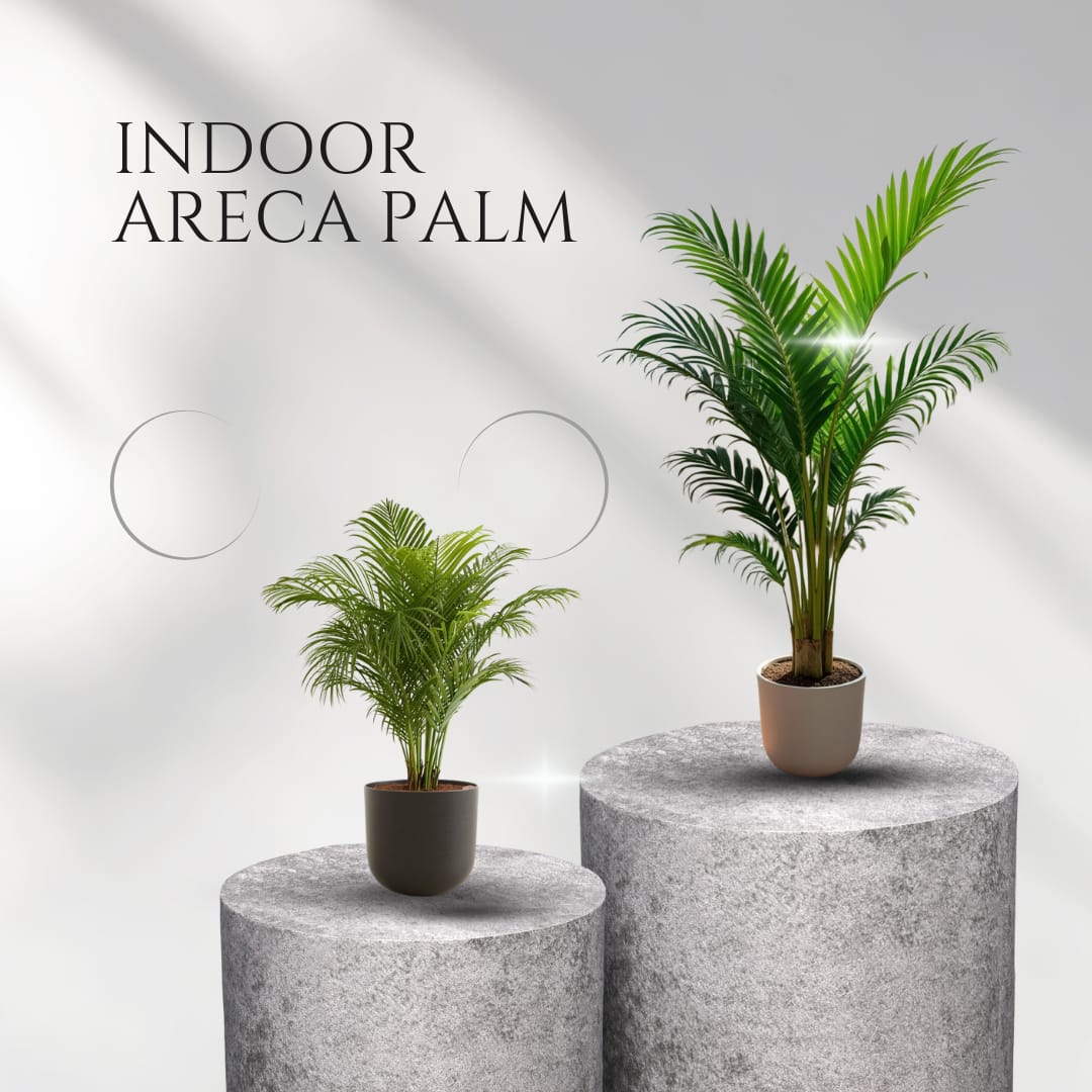 Sunrise Areca Palm (Pack Of 1)