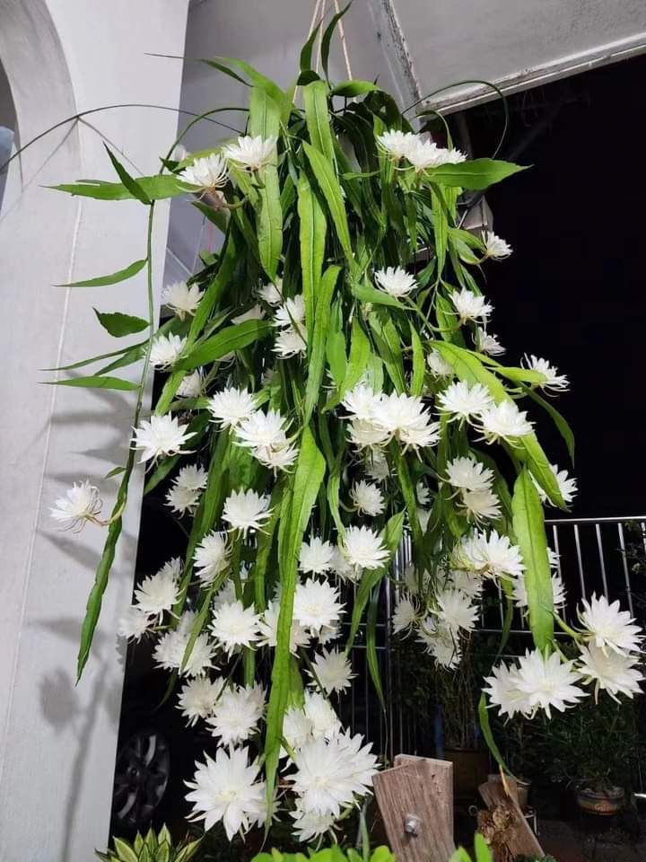 White Brahma Kamol (Night Queen) Flower Plant Pack Of-1