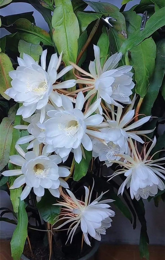 White Brahma Kamol (Night Queen) Flower Plant Pack Of-1