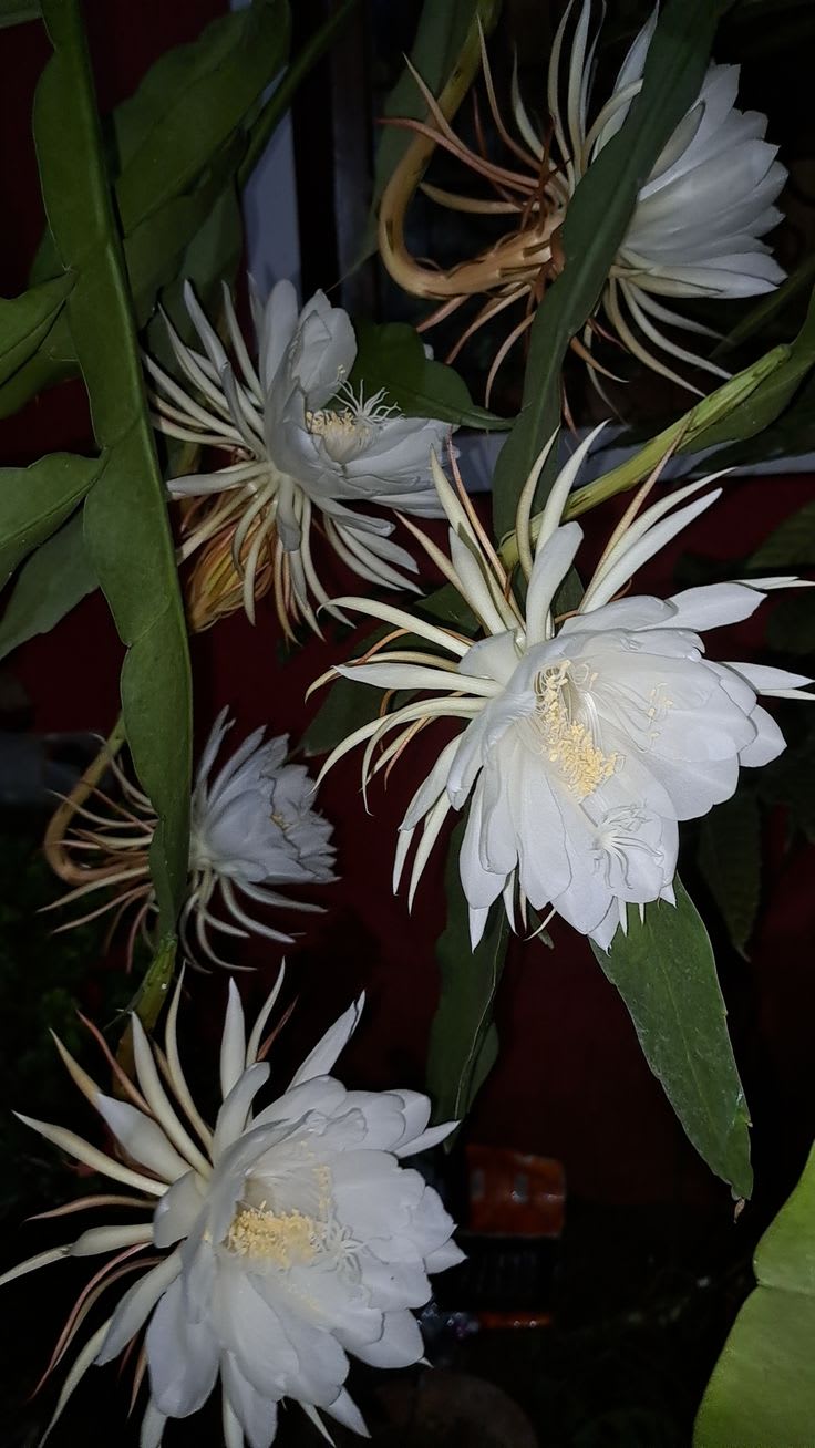 White Brahma Kamol (Night Queen) Flower Plant Pack Of-1