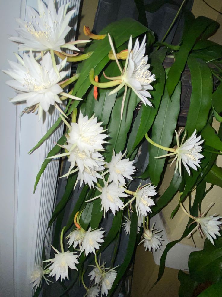 White Brahma Kamol (Night Queen) Flower Plant Pack Of-1