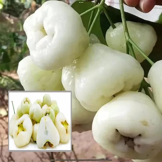 Hybrid White Weter Apple Fruit Plant (Pack Of-1 )