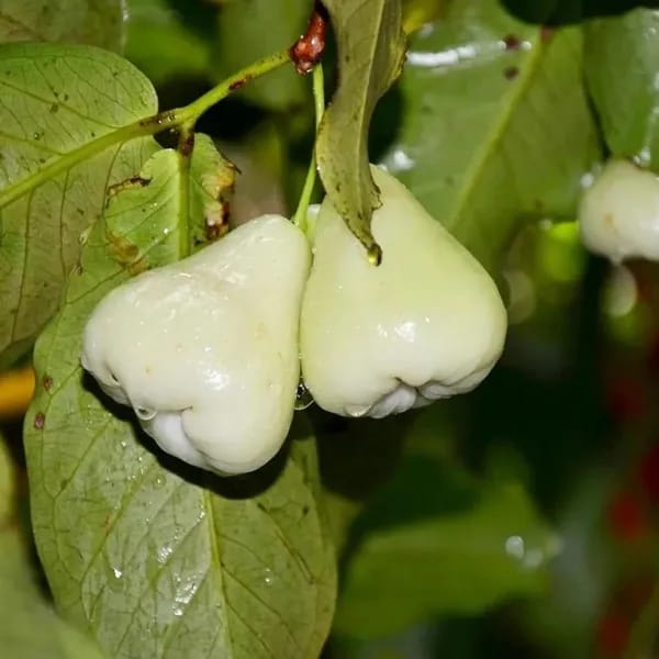Hybrid White Weter Apple Fruit Plant (Pack Of-1 )