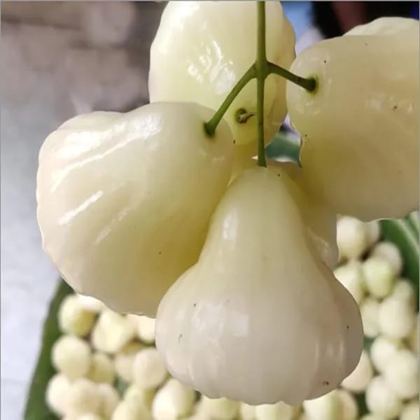 Hybrid White Weter Apple Fruit Plant (Pack Of-1 )